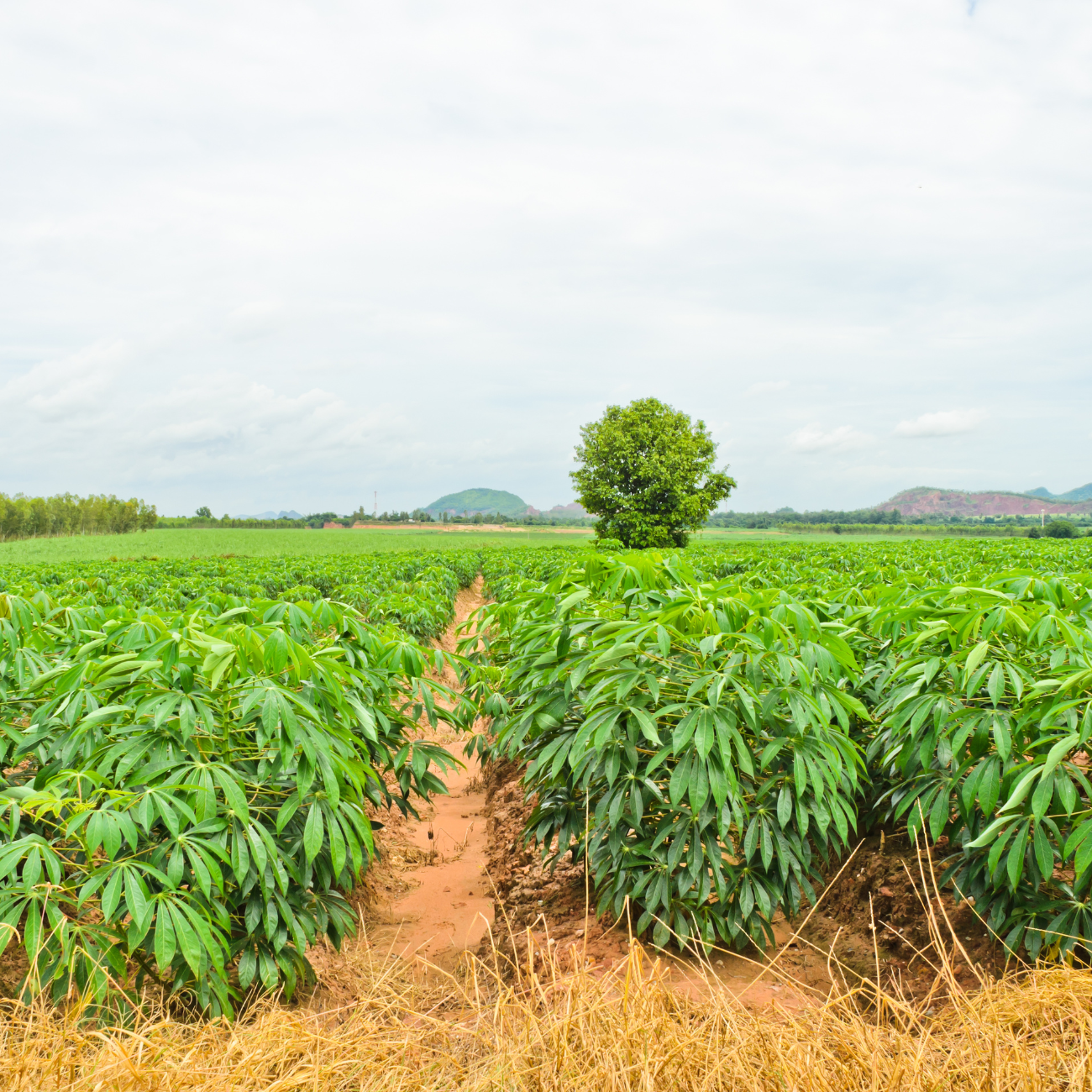 Unlocking Opportunities: Harnessing the Potential of Cassava Cultivation.