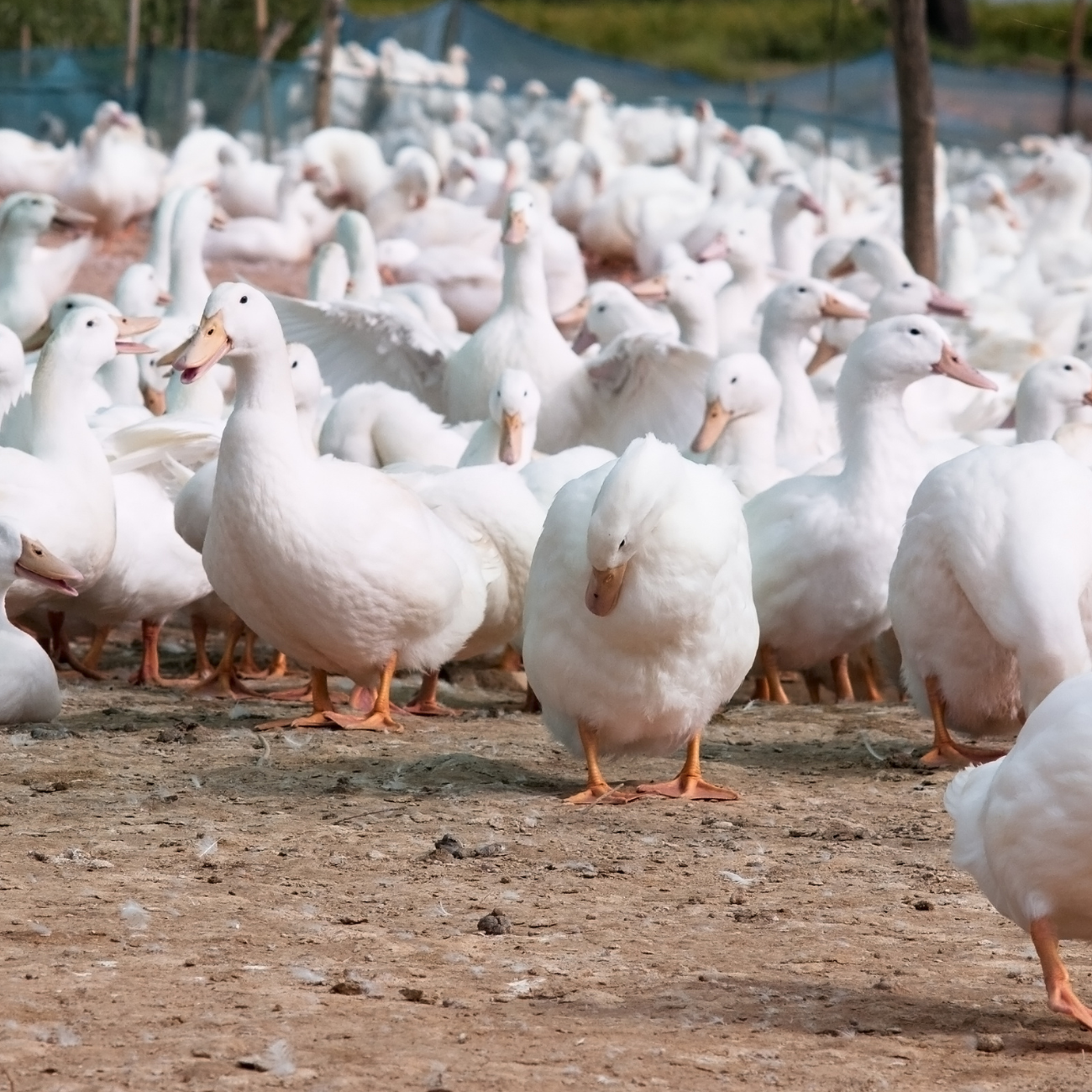 A Practical Guide to Making Money Raising Ducks on Your Farm. Unlocking Its Profit Potential: