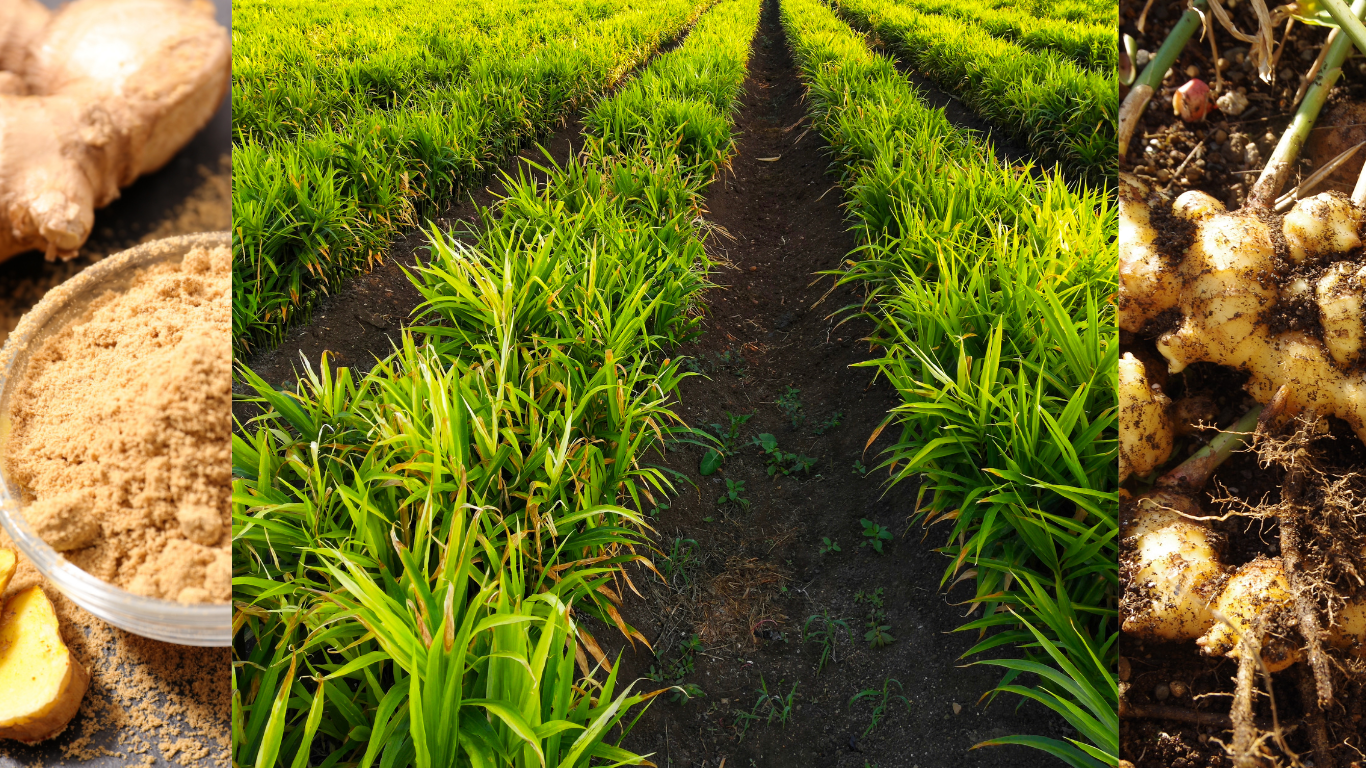 Mastering Ginger Farming: A Comprehensive Guide to Cultivating and Profiting from Ginger.