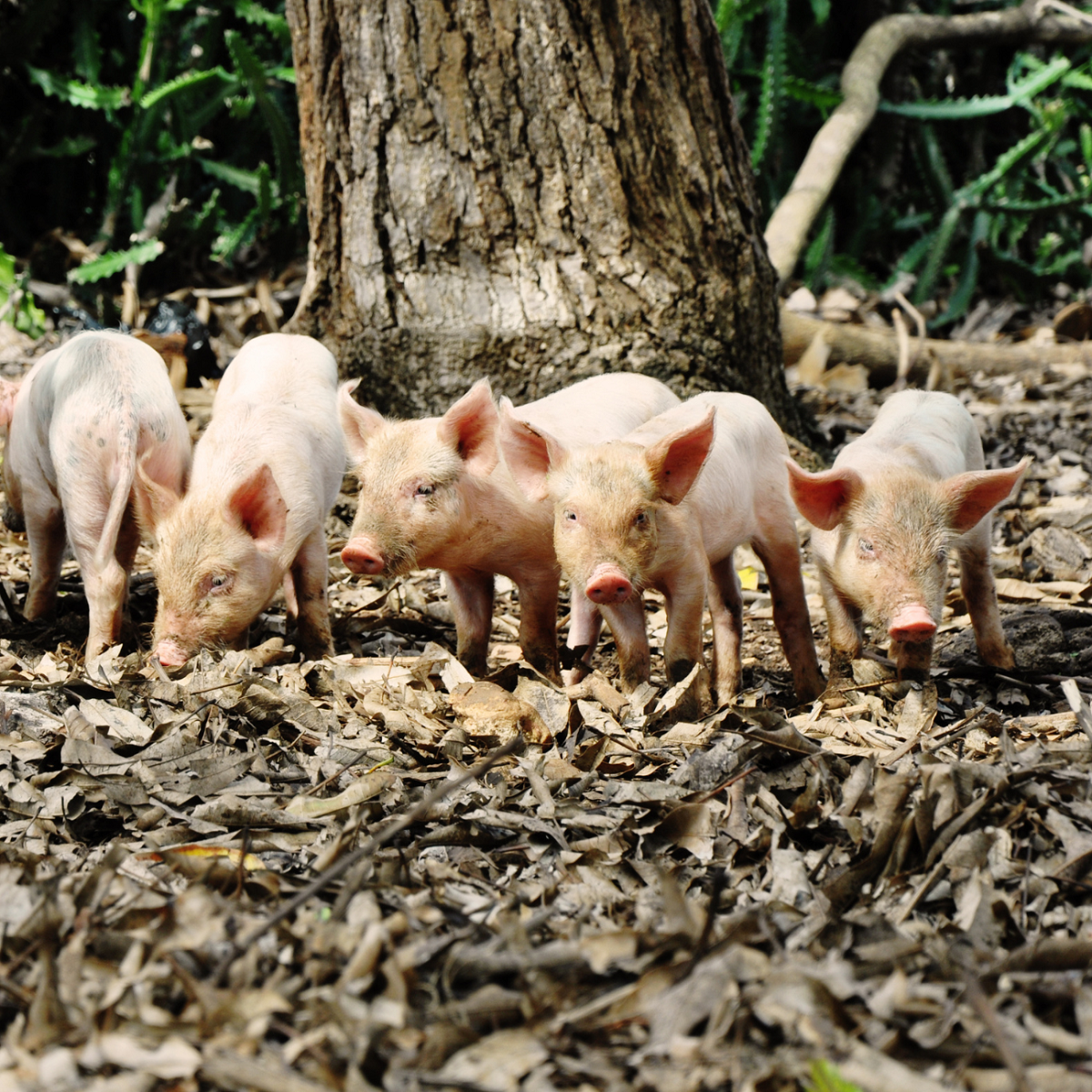 How to Start a Thriving Pig Farm Business.The Ultimate Guide: