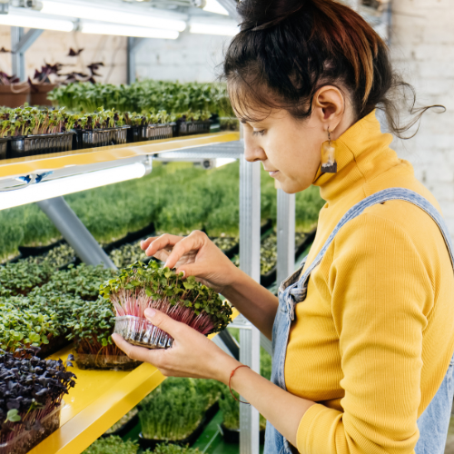 How to Make Money with Microgreens Farming: A Lucrative Venture for the Green Thumbed Entrepreneur.