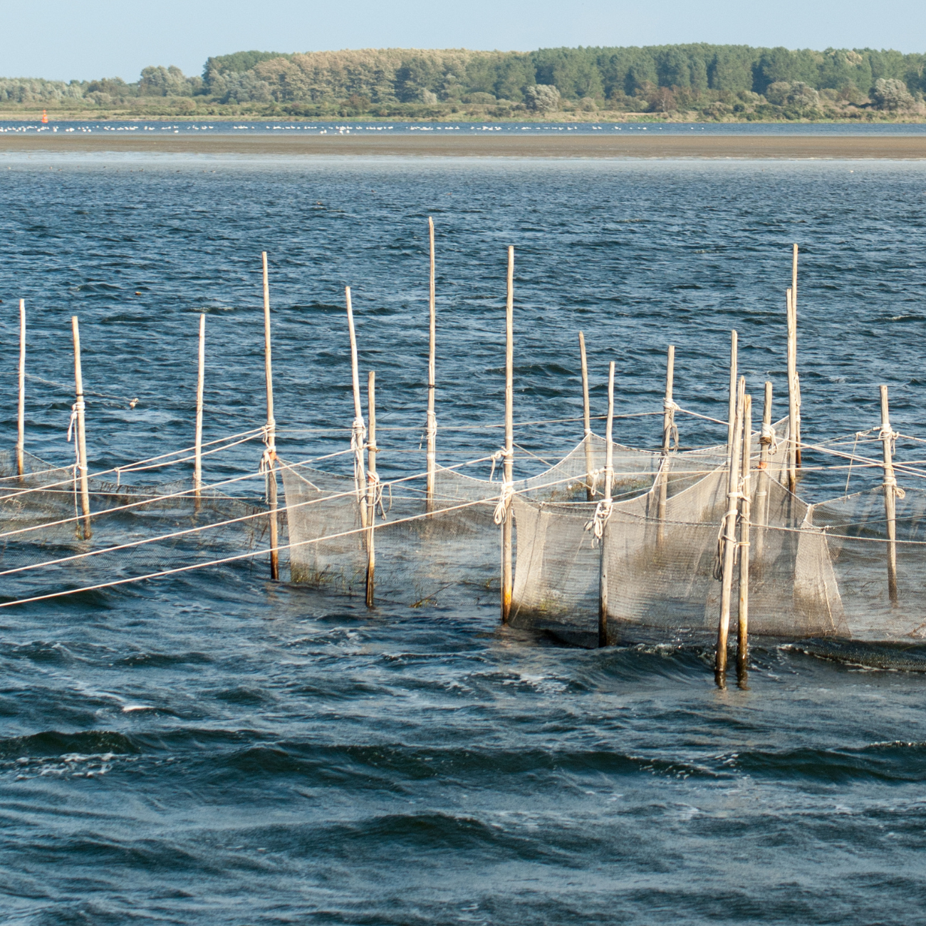 Harnessing the Bounty of the Sea: Trapping and Harvesting Sea Fish in the Shallows with Barbed Wire Fences.