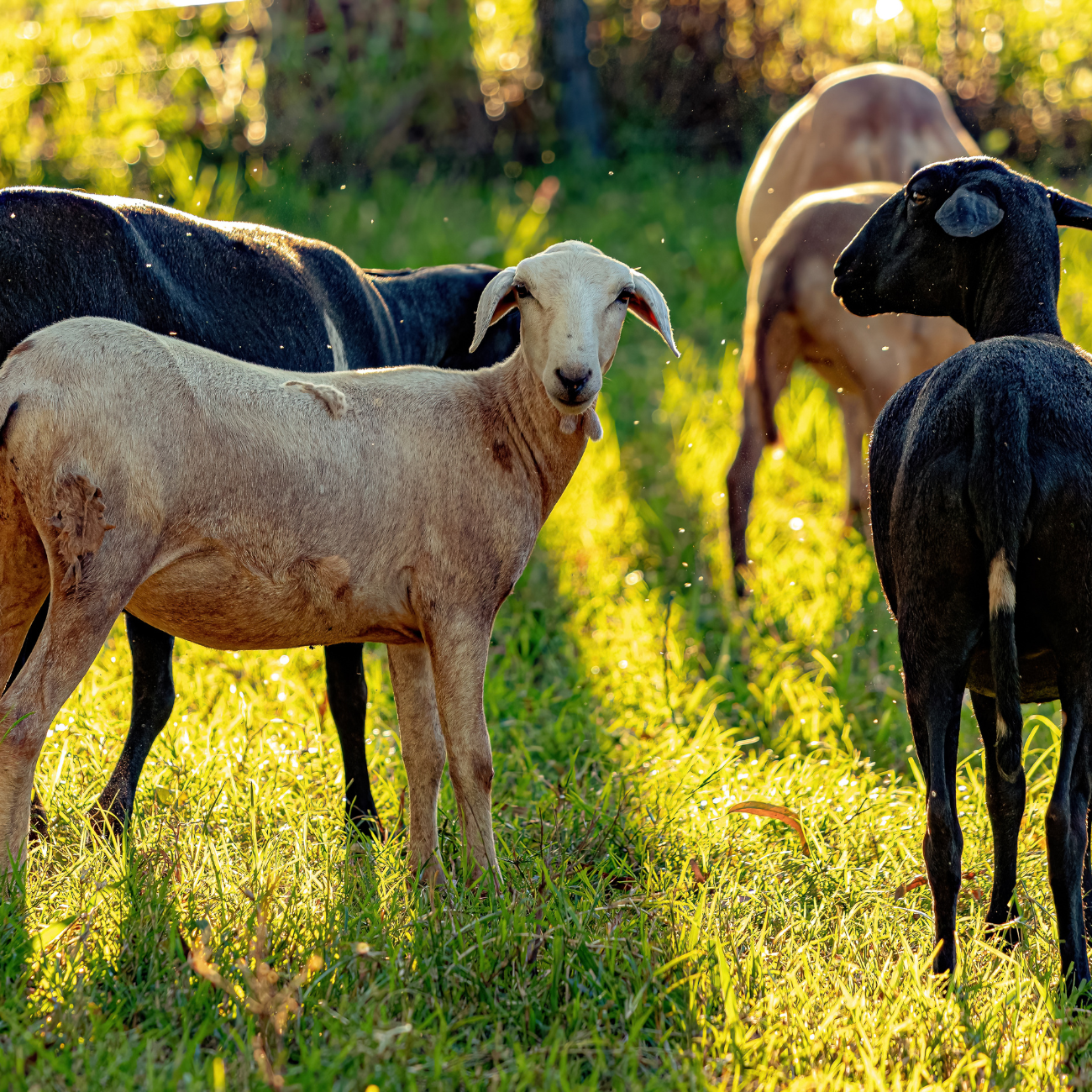 Raising Sheep and How to Make Money Off It.