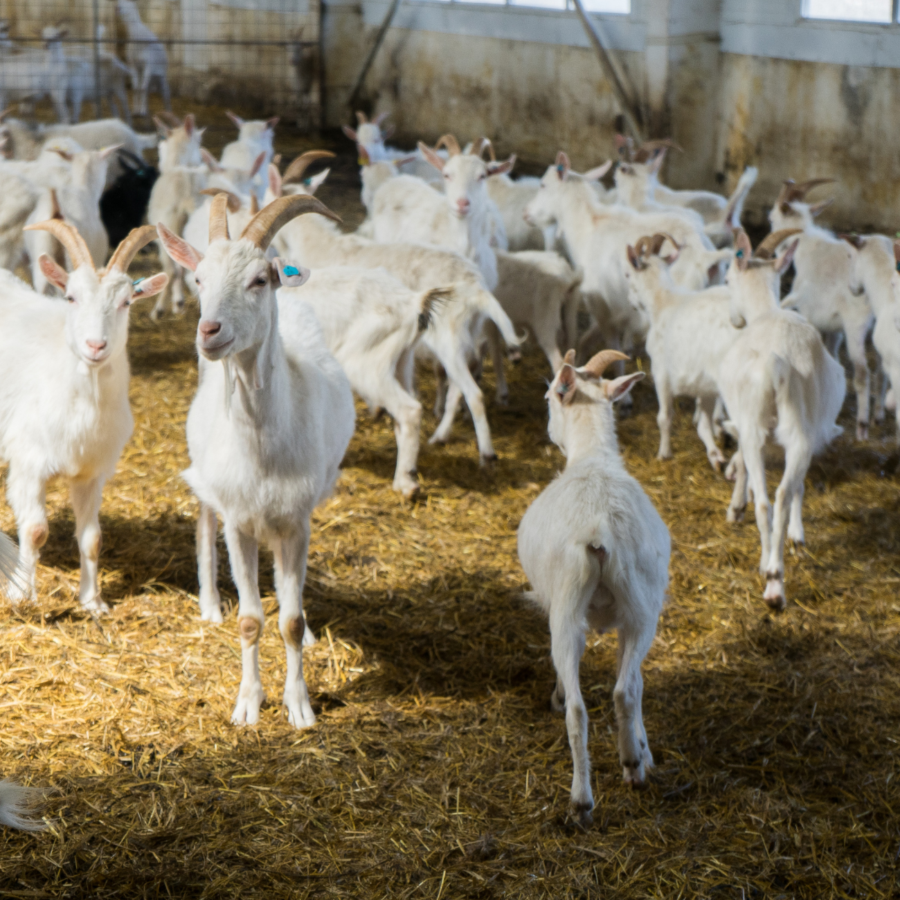 A Guide to Starting a Goat Farm.