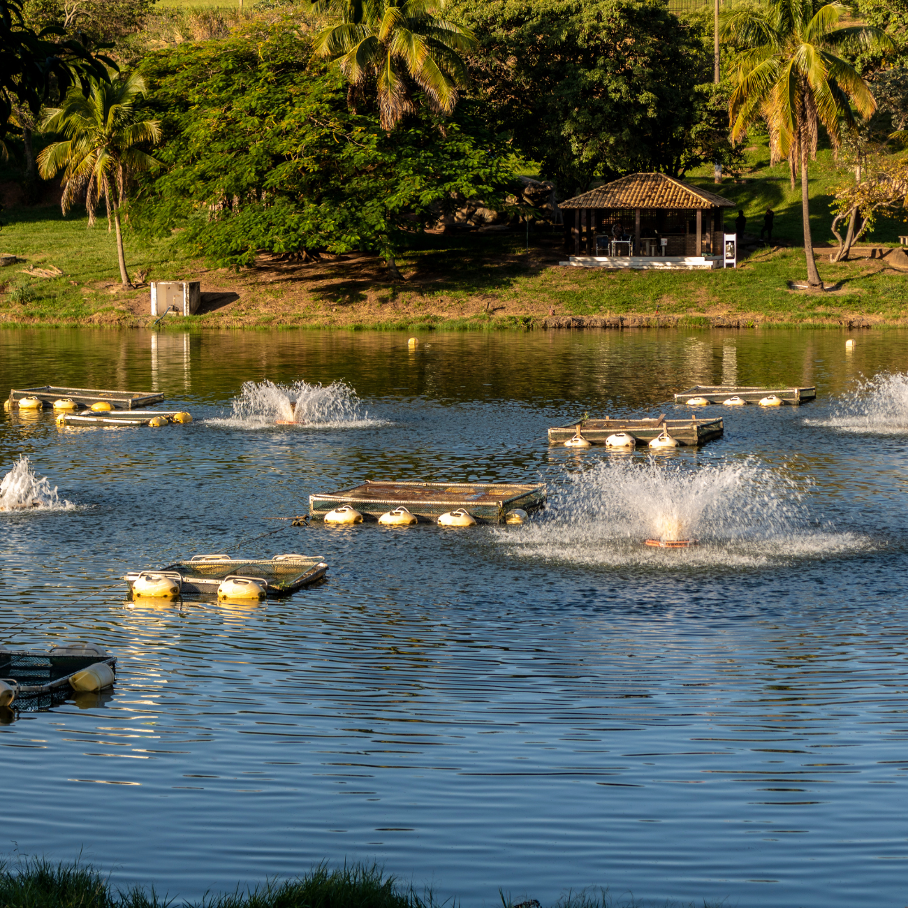 Tilapia Fish Farming Review: Is It Worth the Investment?