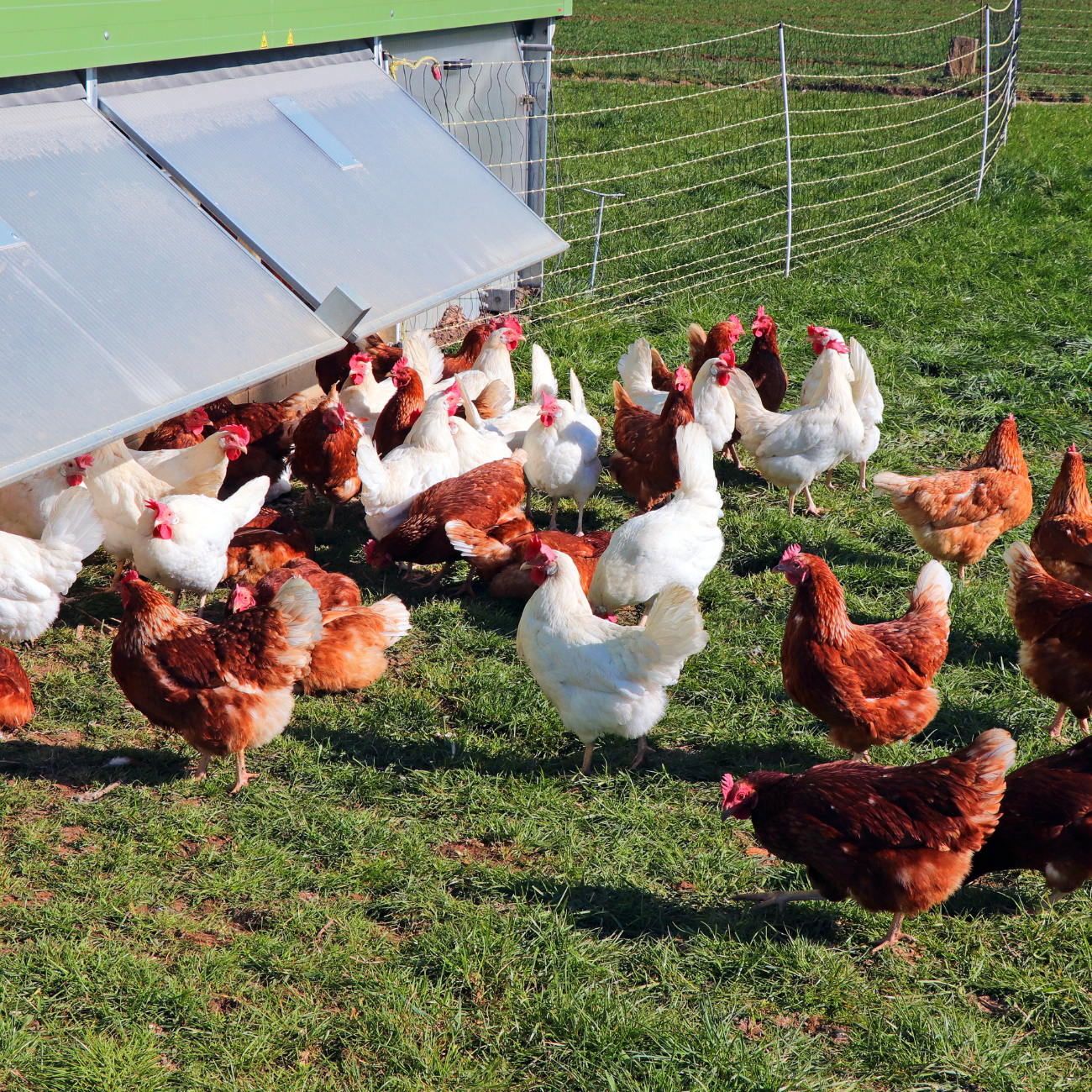 Breeding and Selling Chickens The Right Way: A Complete Guide to Success.