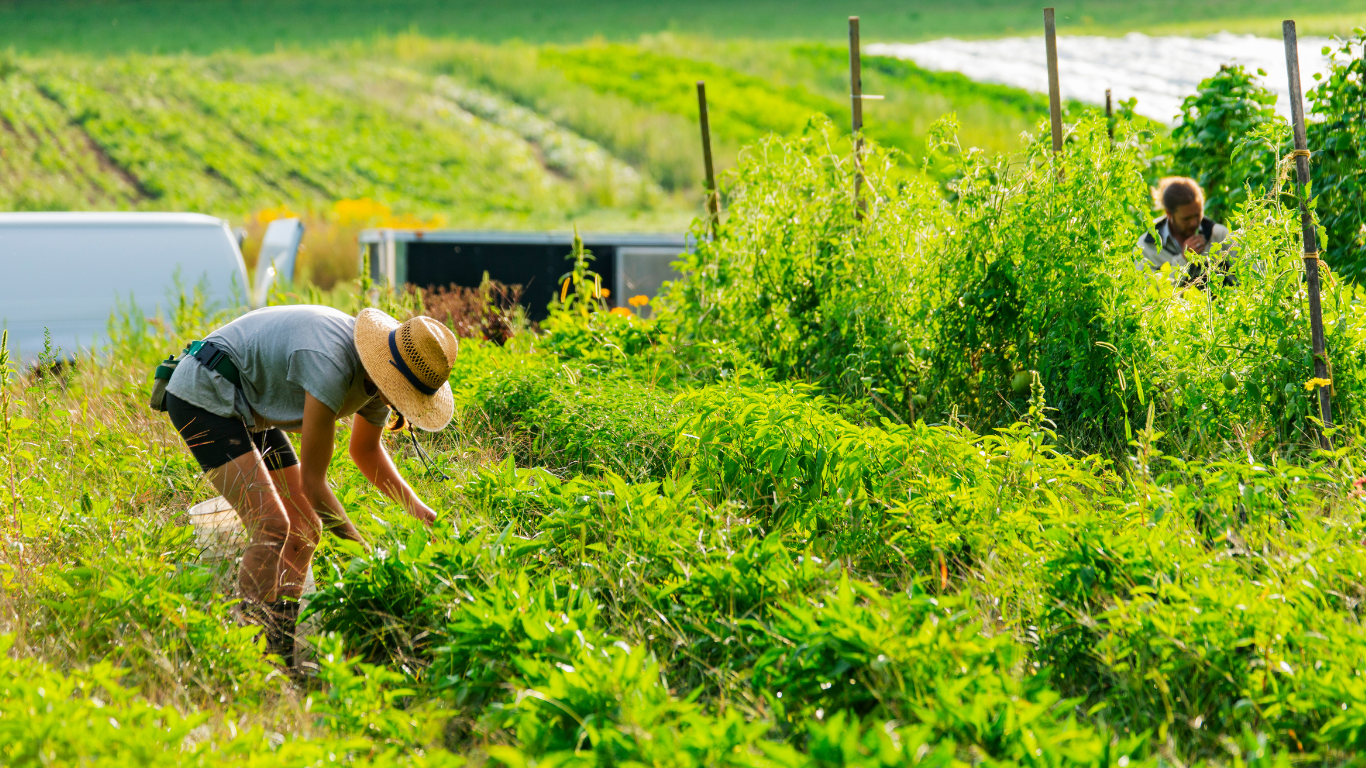 Ensuring Food Security through Small Scale Farming: A Vision for Sustainable Agriculture.