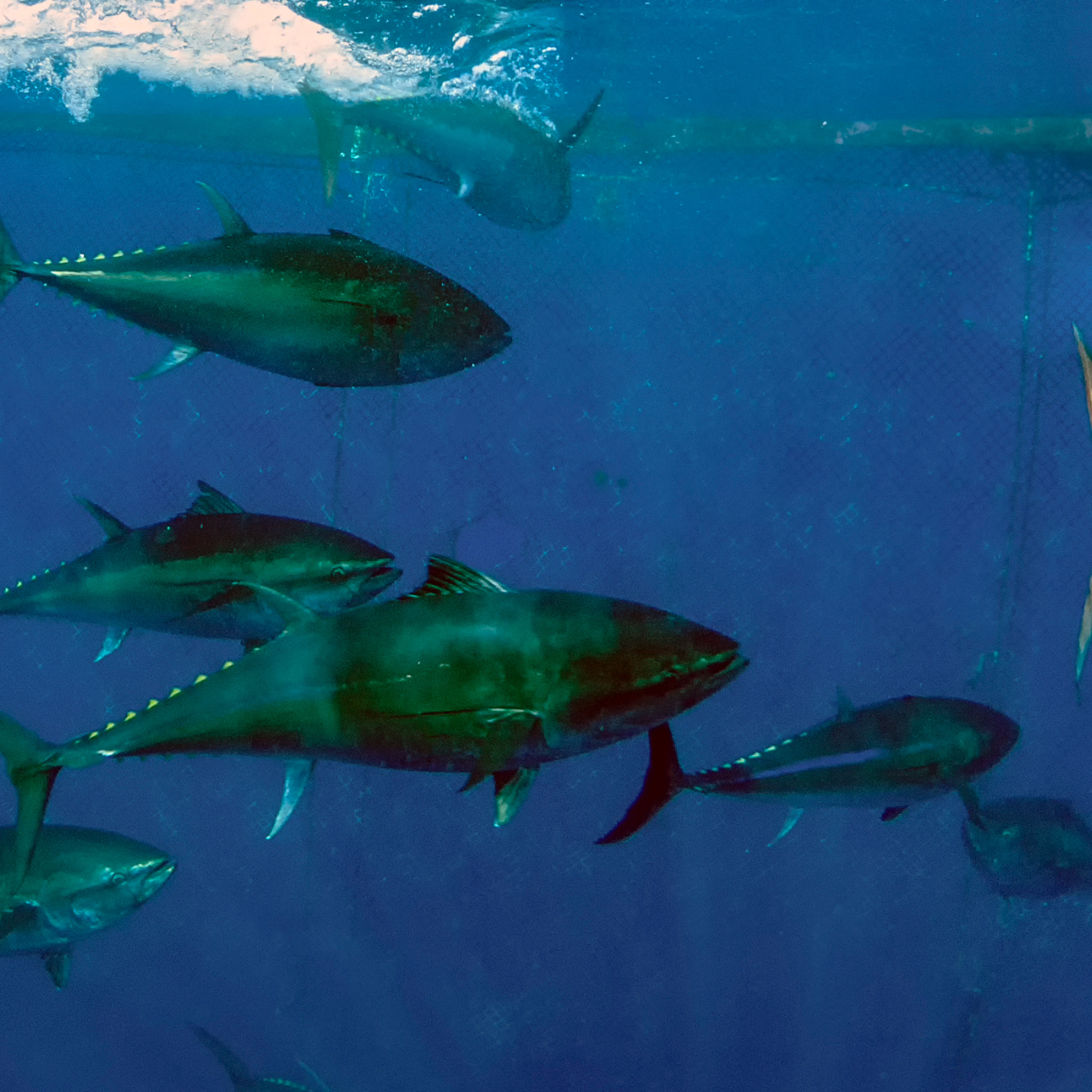 Deep Sea Fish Farm Initiatives:  Advanced Ocean Farming: